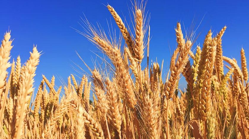 Россия возобновила участие в зерновой сделке