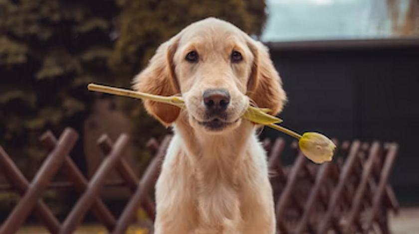 Поедающий пельмени китайскими палочками пес удивил публику – видео