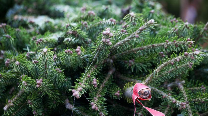 Москвичи сдали на переработку свыше 14 тысяч хвойных деревьев в рамках "Елочного круговорота"