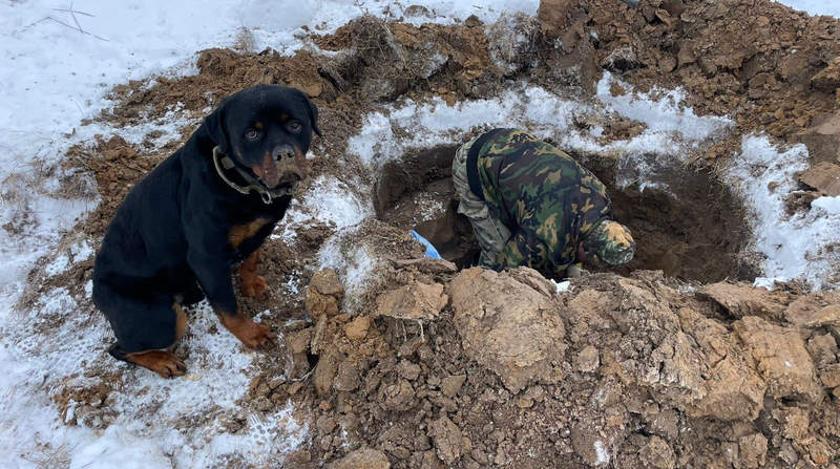 Двое в яме, не считая собаки: поисковики обнаружили в Тверской области останки красноармейца