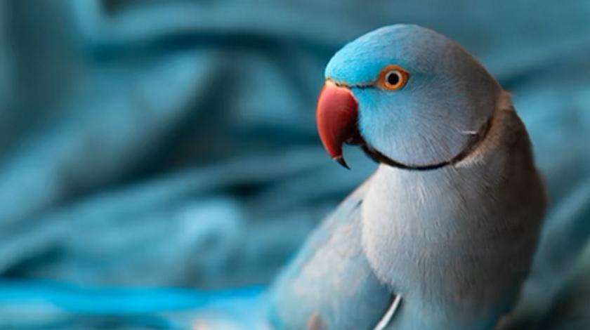 Сообразительный попугай сам себе устроил водопой – видео