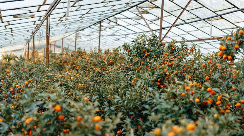 Что нужно сделать в апреле в огороде и в каком порядке 