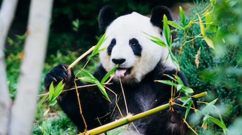 Необычный способ панды расслабиться удивил публику – видео