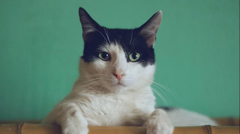 Разобидевшаяся кошка строго отчитала нерадивую хозяйку – видео 
