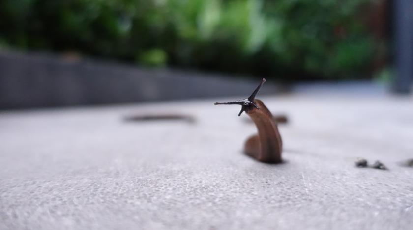 Как избавиться от слизней и муравьев в огороде: народный способ