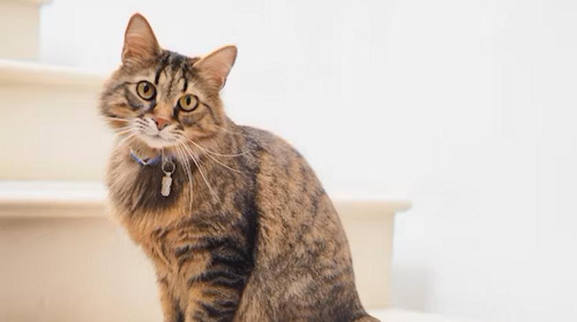 Смышленая кошка показала, как будет заботиться о хозяине в старости – видео 