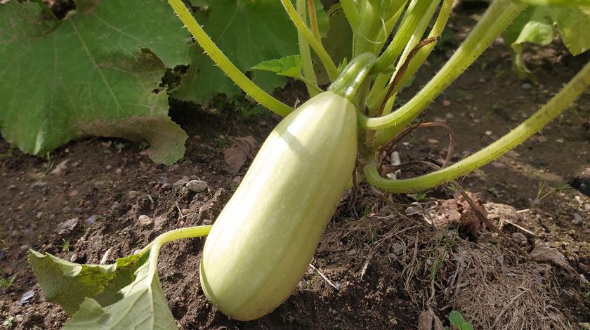 Сезонное блюдо: готовим вкуснейшие кабачковые сэндвичи с сыром