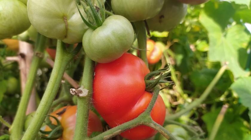 Урожай побьет все рекорды: о такой подкормке для помидоров знает не каждый дачник