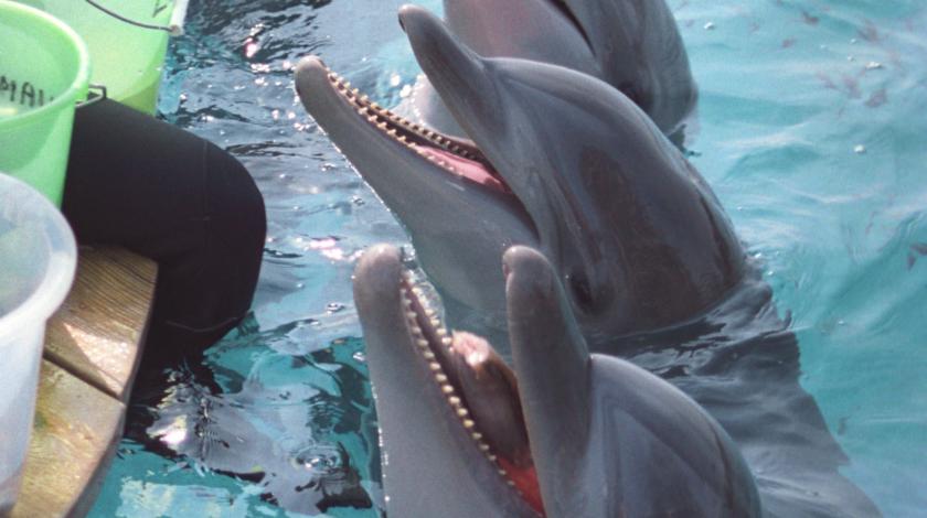 Нападение дельфинов. Дельфин фото. Дельфины нападают на людей. Нападение дельфина на человека. На дельфина напали Чайки.