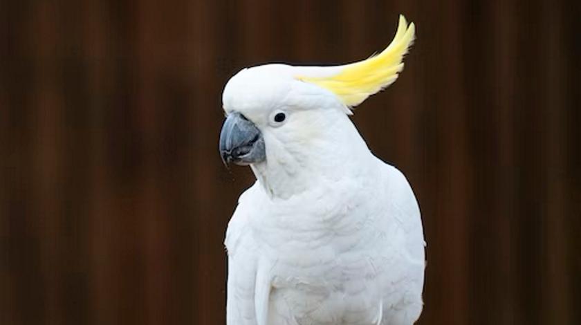 Странное развлечение попугая с пижамой хозяина попало на видео