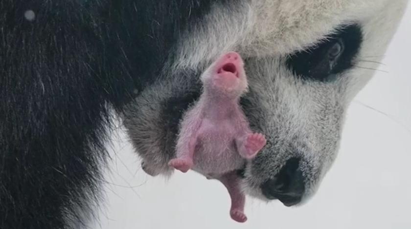 Собянин сообщил о рождении первого в истории России детеныша большой панды
