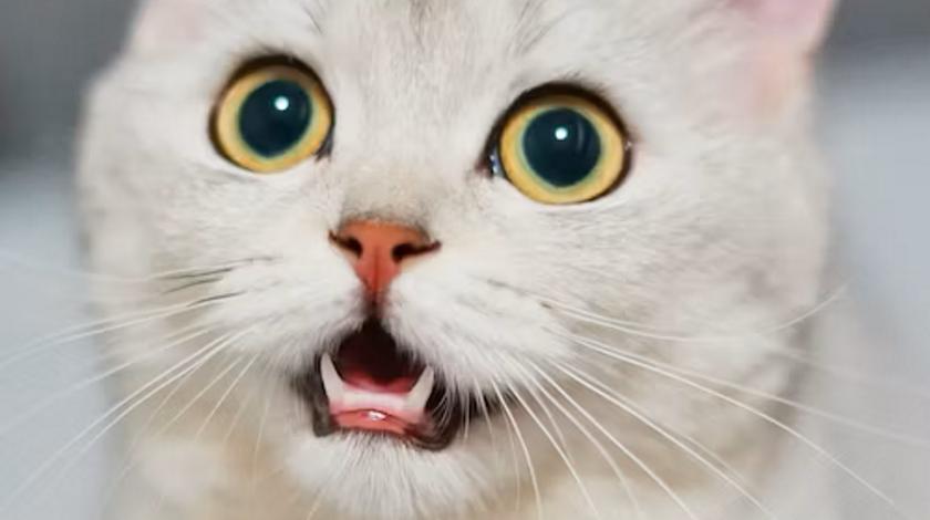 Гипнотизирующий гамбургер кот заставил народ хохотать – видео