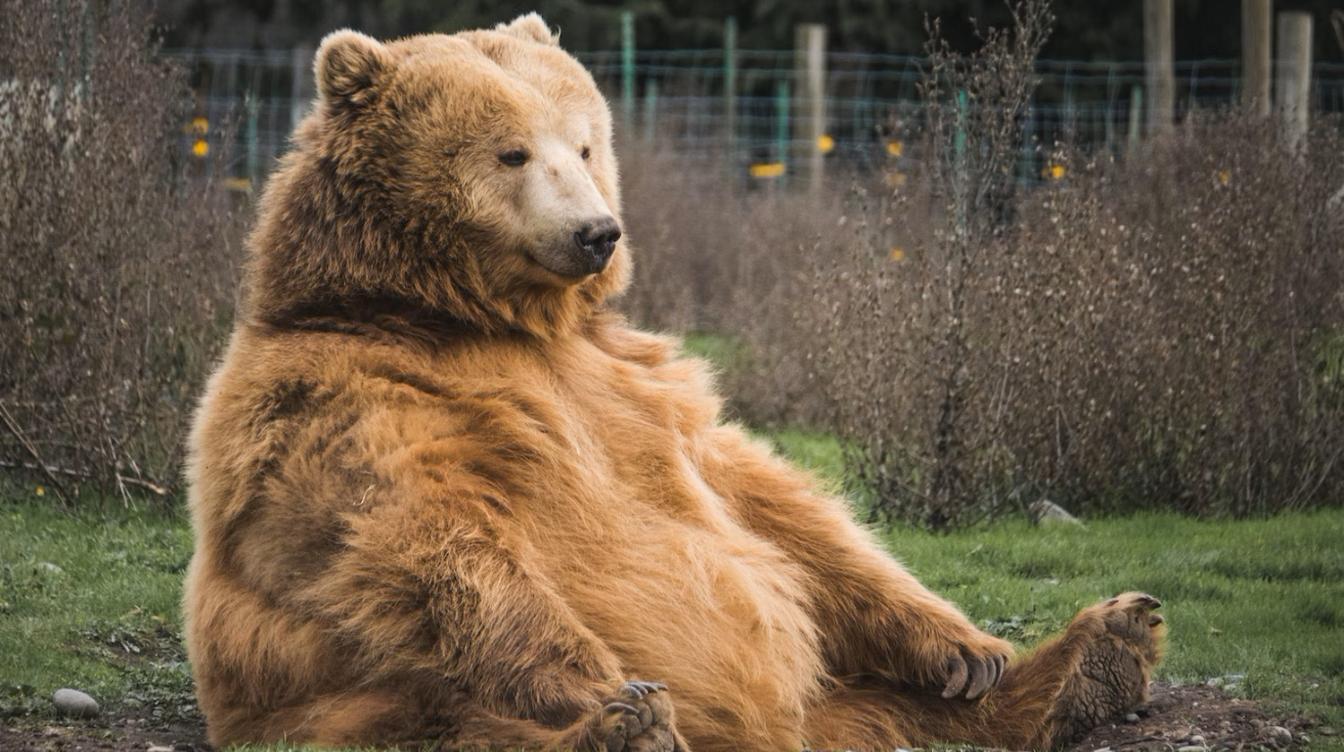Пробуждение туриста с медведем в лесу заставило народ схватиться за сердце 
