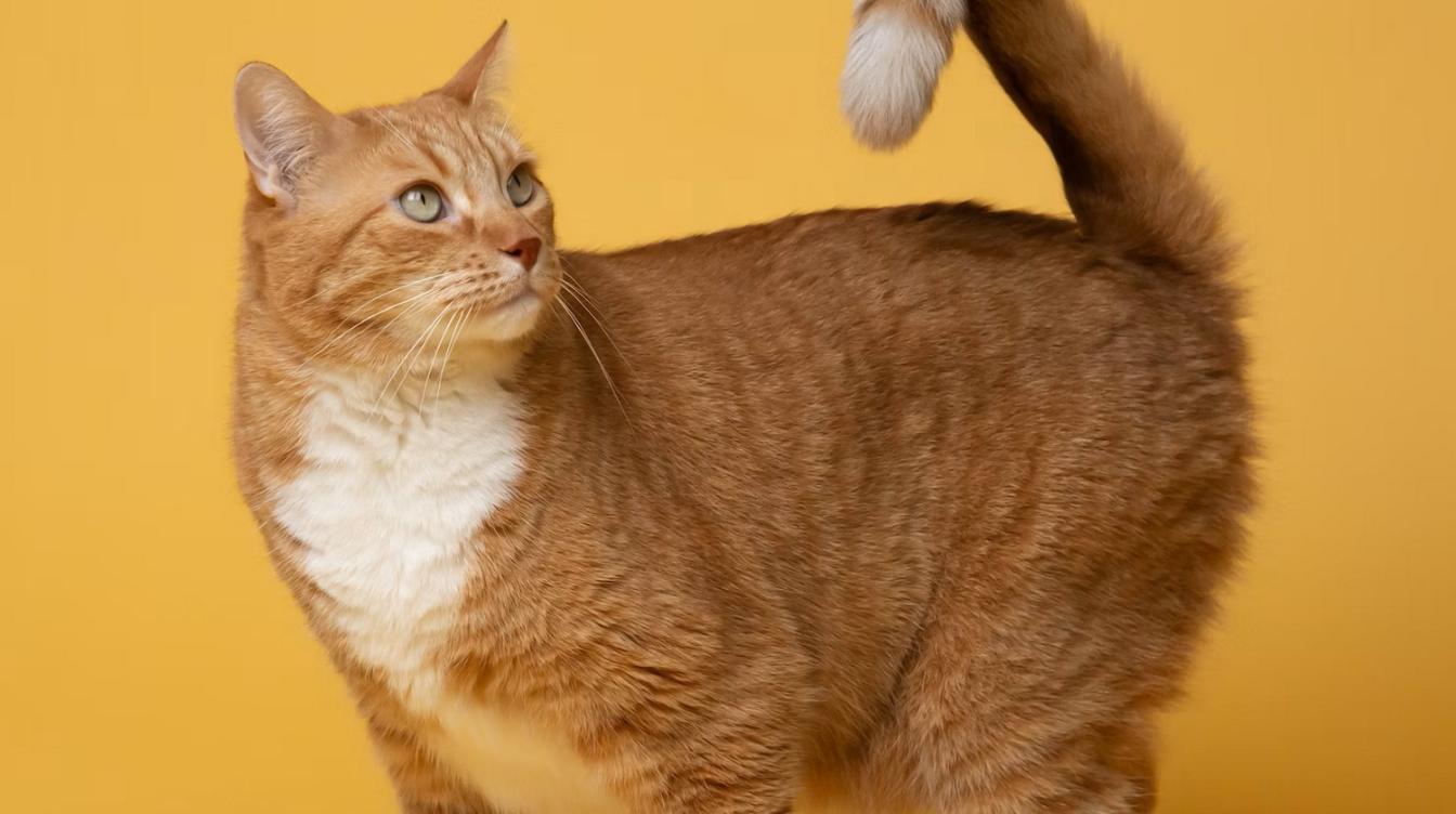 Драка кота с собственной лапой произвела фурор в Сети - видео 