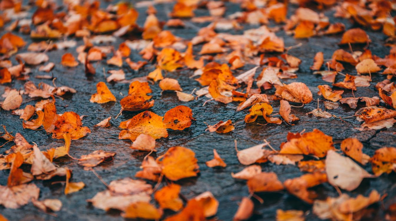 Не выкидывайте опавшие листья – им найдется пять полезных применений