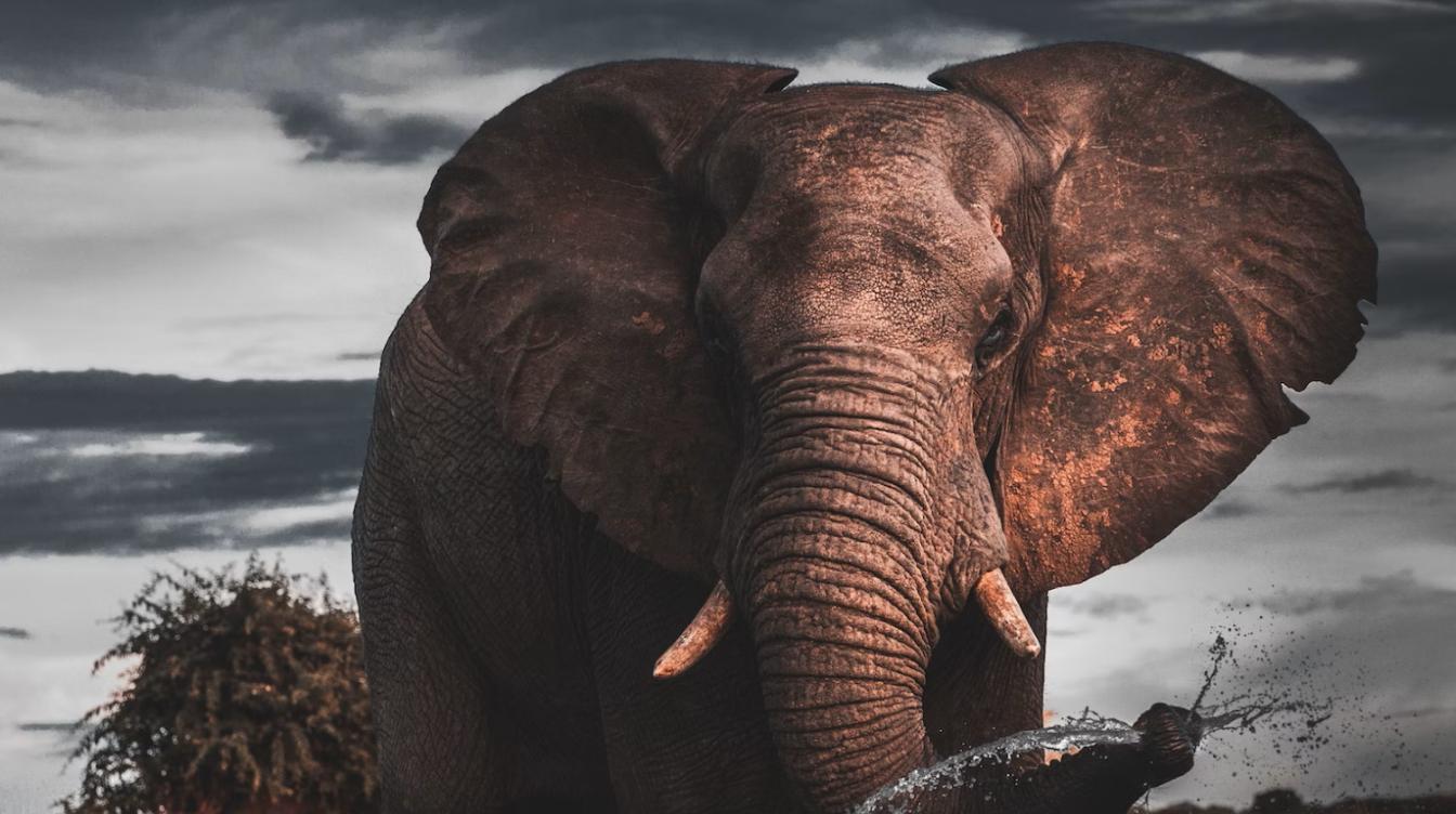 Слон-художник поразил воображение публики – видео :: Жизнь