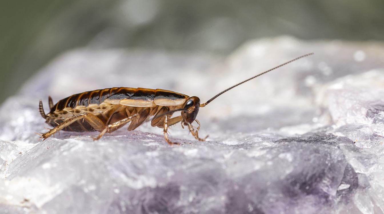 Реальную угрозу от тараканов раскрыл врач