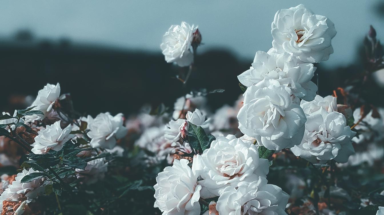"Белые розы - это о людях": друг автора хита раскрыл скрытый смысл песни
