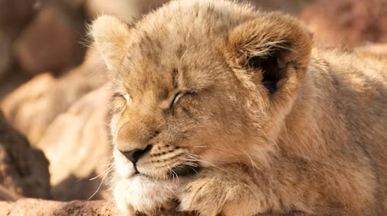 Превращенный в льва котик насмешил народ – видео