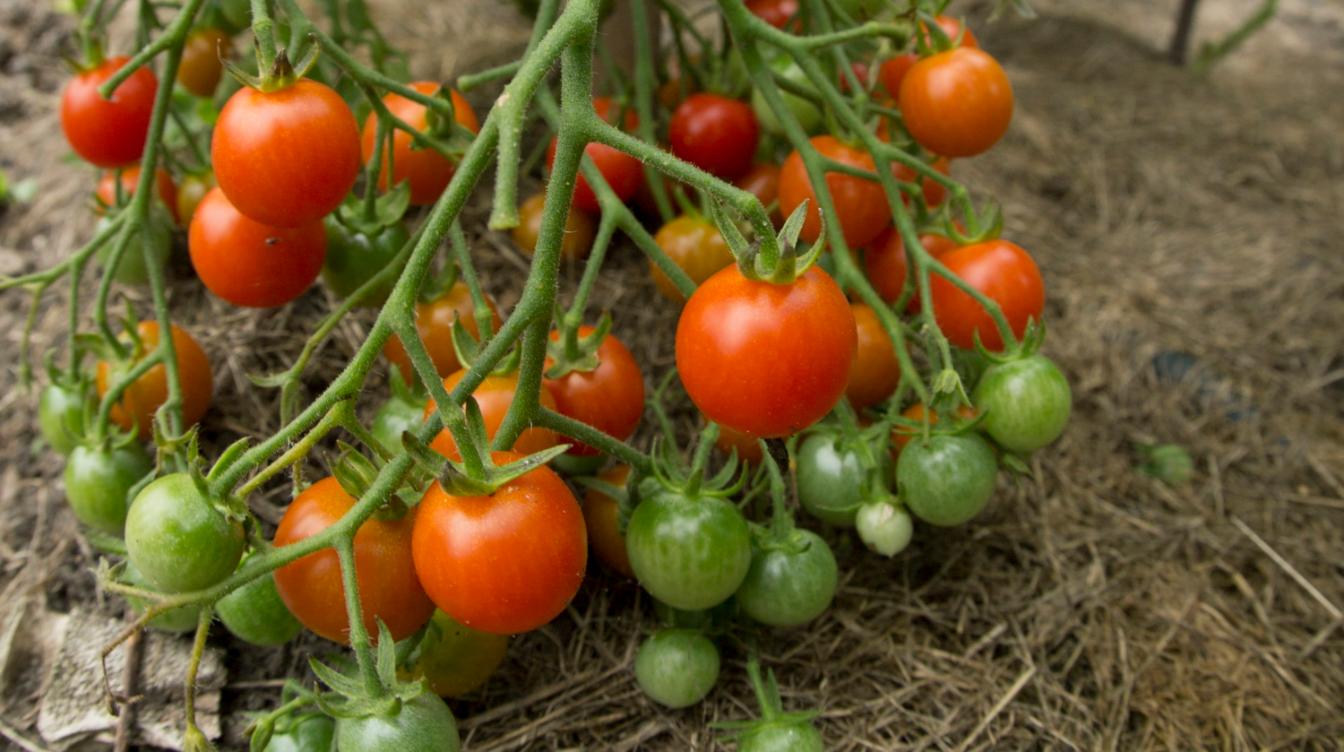 Забыли про томат на огороде, а ветки ломятся от урожая: все из-за его сорта