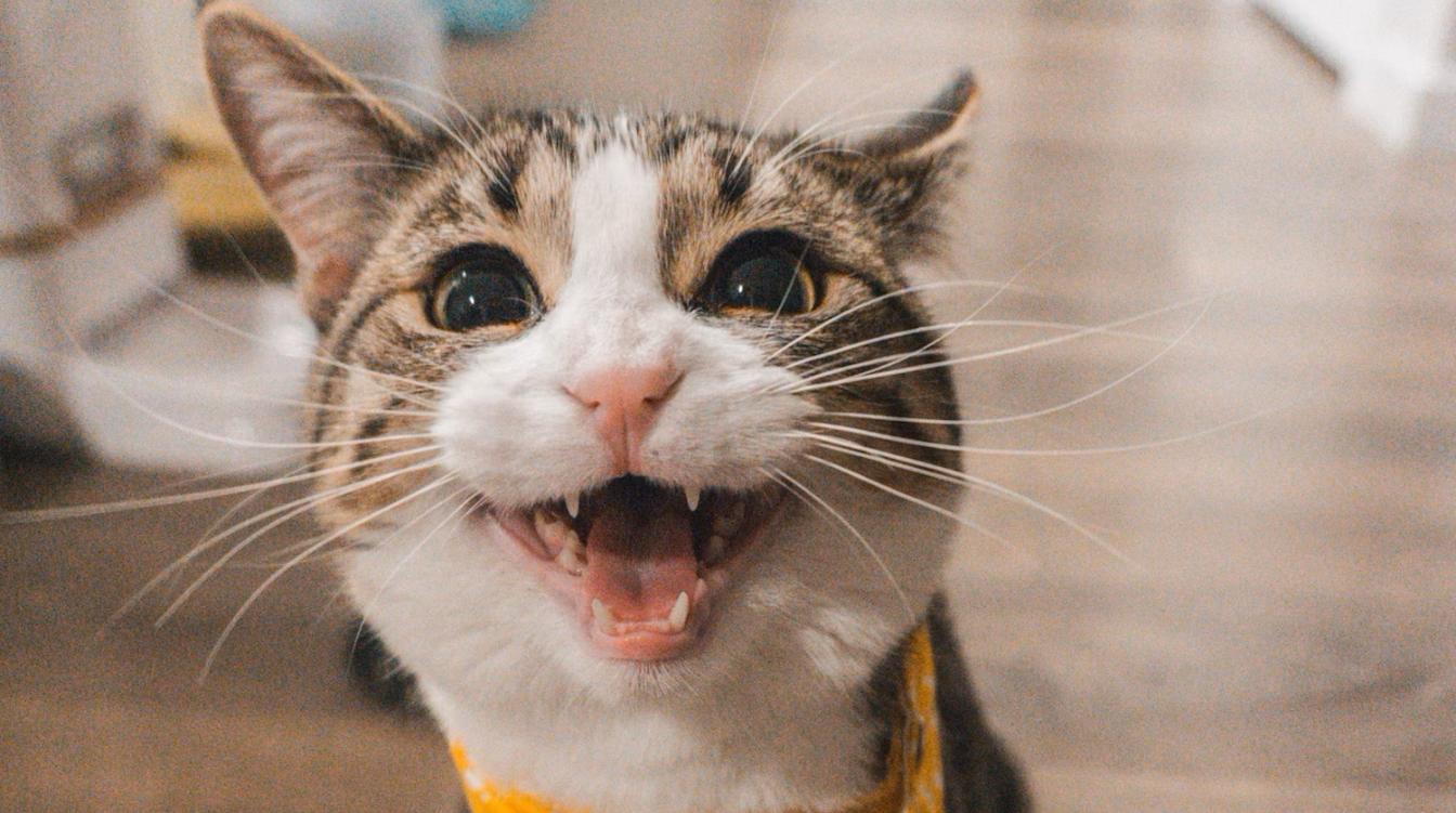 Сонный котик показал повадки настоящего хищника – видео