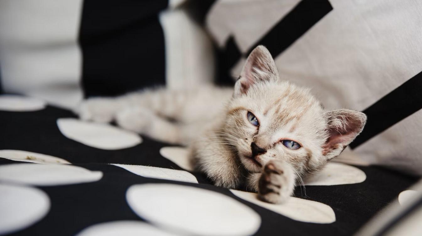  "Коктейли" из белых котят очаровали публику – видео