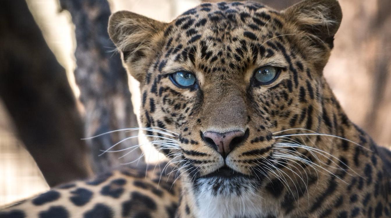 Леопард устроил обнимашки с отважной туристкой – видео 