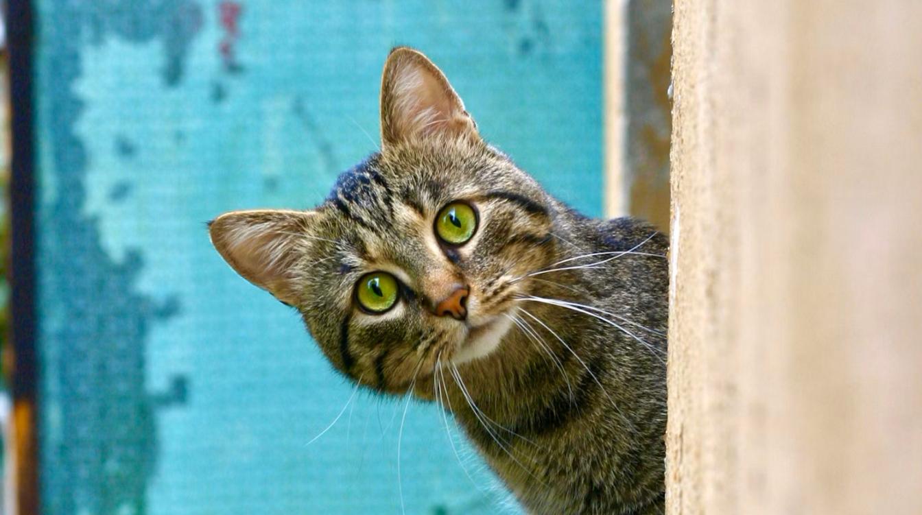 Кот-кулинар открыл для себя неприятные свойства лука – видео