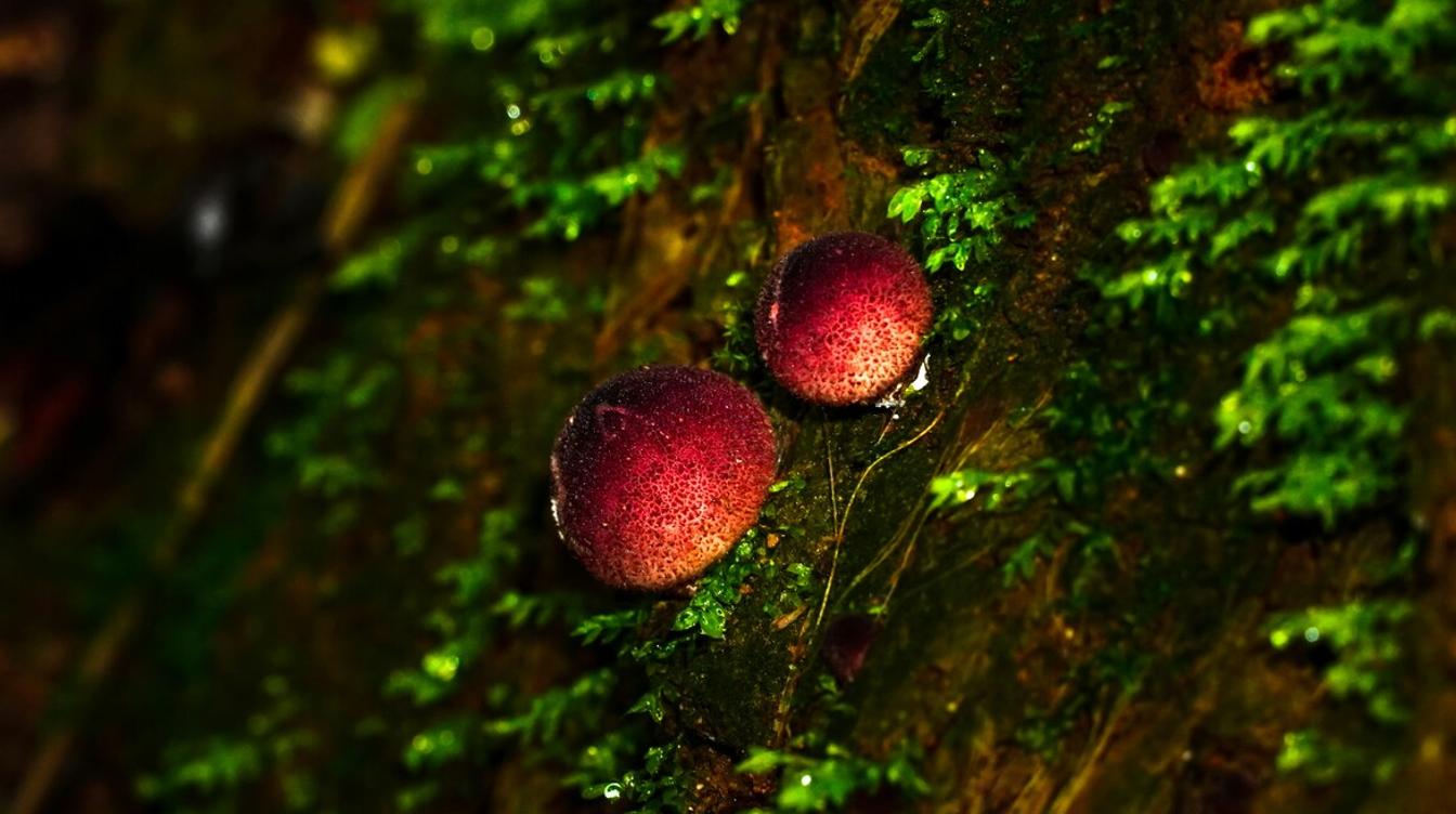 Найденный в лесу гриб шокировал ученых: пророс прямо на коже