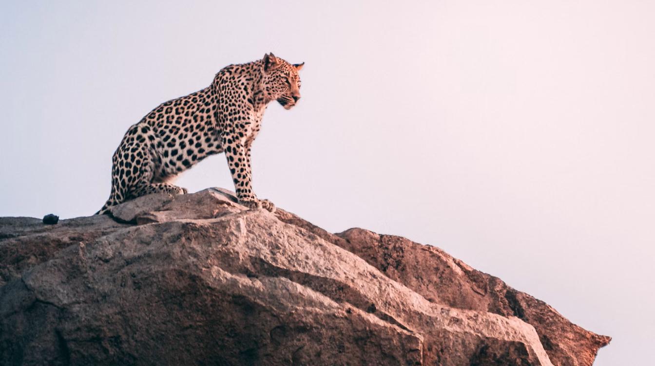  Нежный леопард растрогал публику – видео 