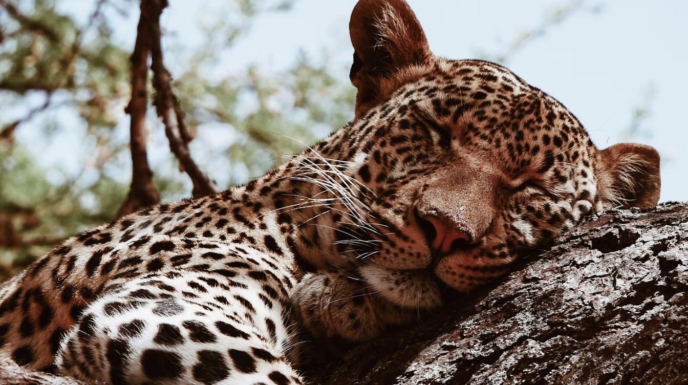 Грозный, но ласковый леопард умилил публику – видео