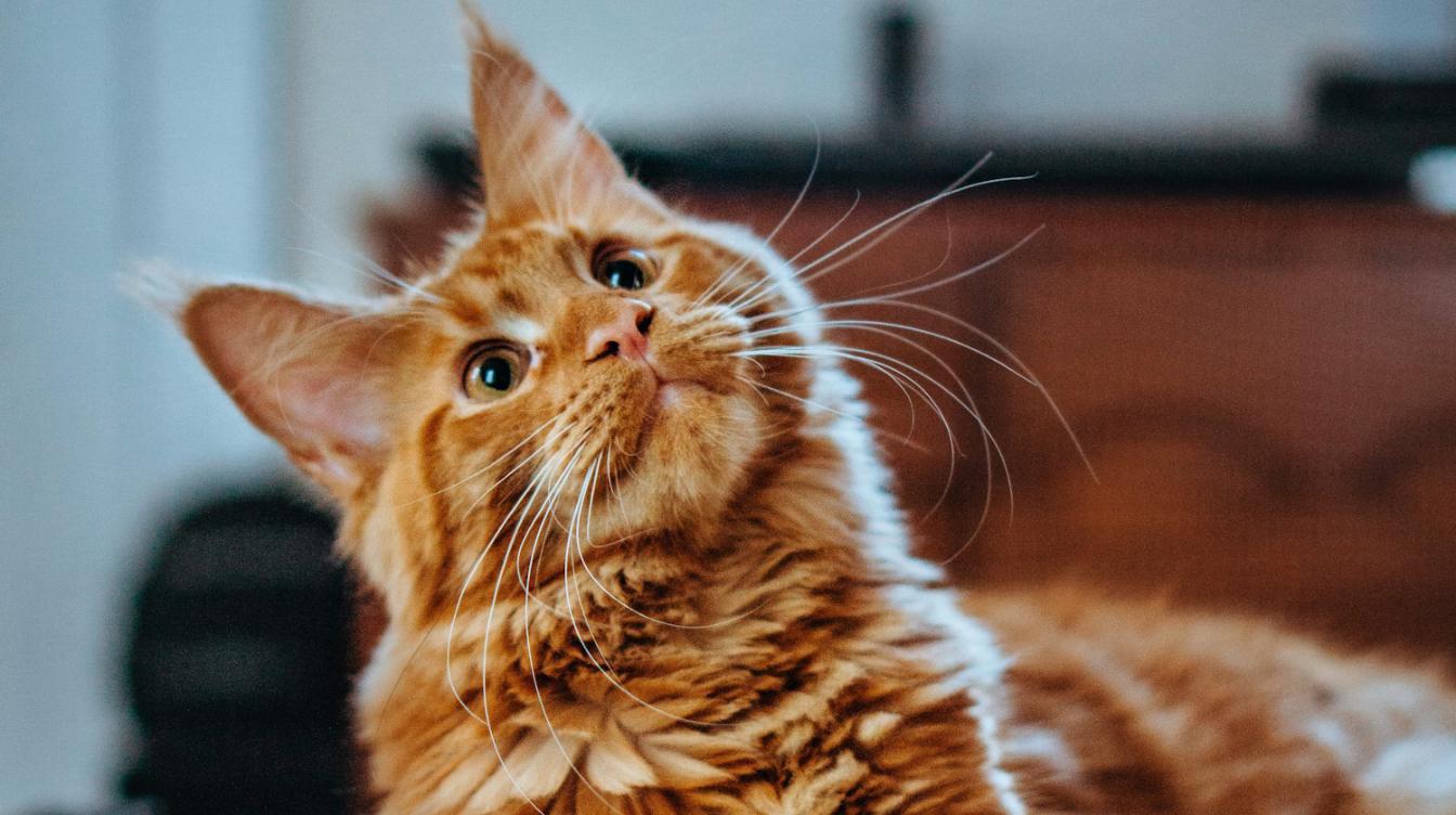 Гуттаперчевый кот заставил публику хохотать – видео