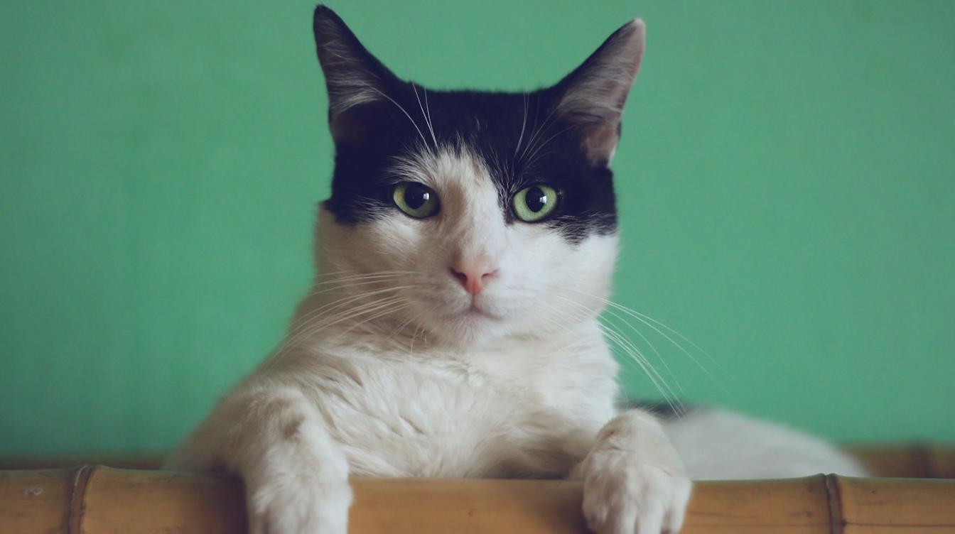 Компактный кот нашел необычное место для отдыха – видео