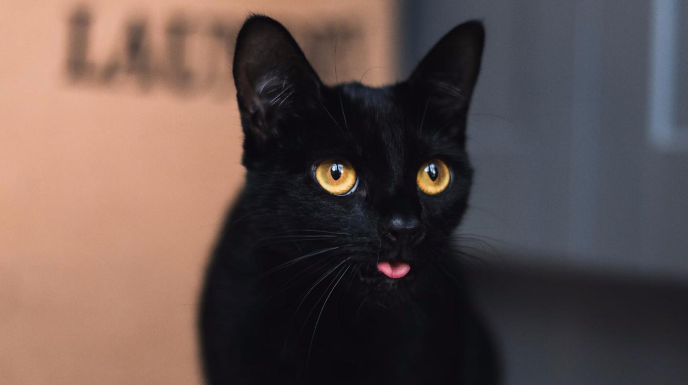 Черный кот показал мастерство паркура – видео