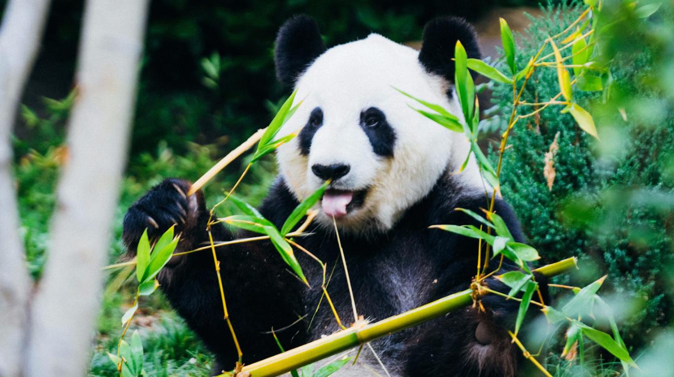 Водные развлечения панды умилили публику – видео