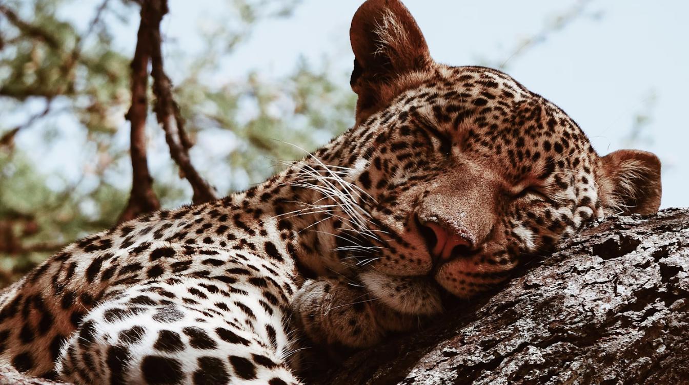 Водные процедуры леопарда растрогали публику – видео