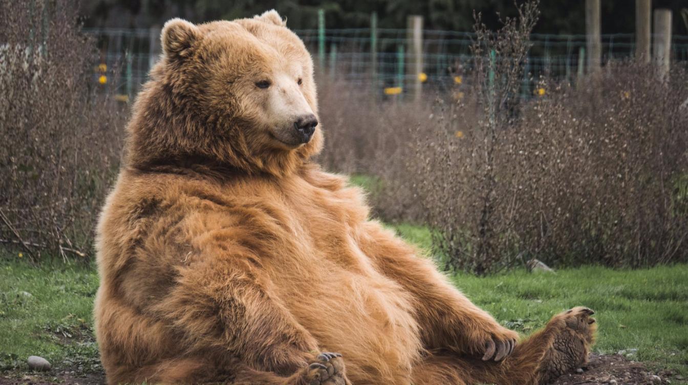 В Петербурге из-за нападения медведя погибла женщина