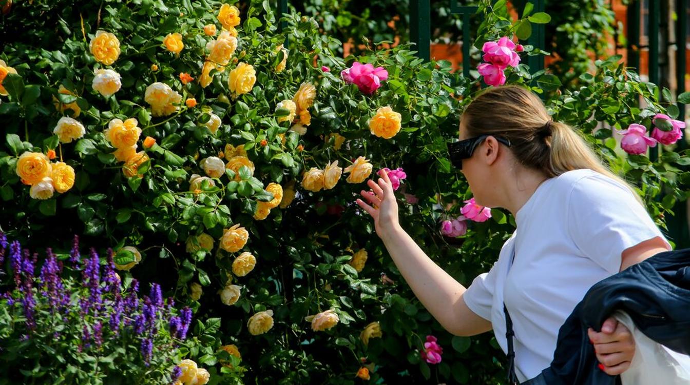 Столичный бизнес участвует в создании площадок фестиваля "Сады и цветы"