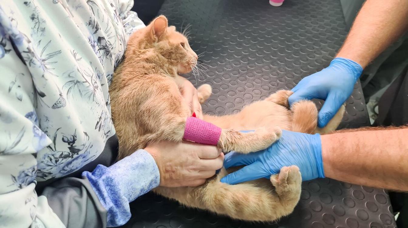 Подготовить питомцев к холодному сезону помогут городские онлайн-сервисы