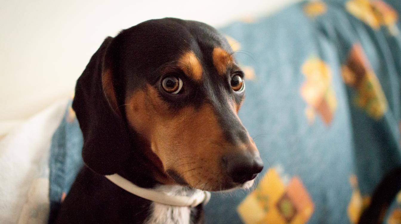 Как собака просит о помощи: пять тревожных сигналов