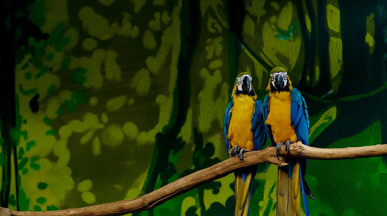 Москвичи получат больше баллов городской программы лояльности за опекунство над обитателями зоопарка