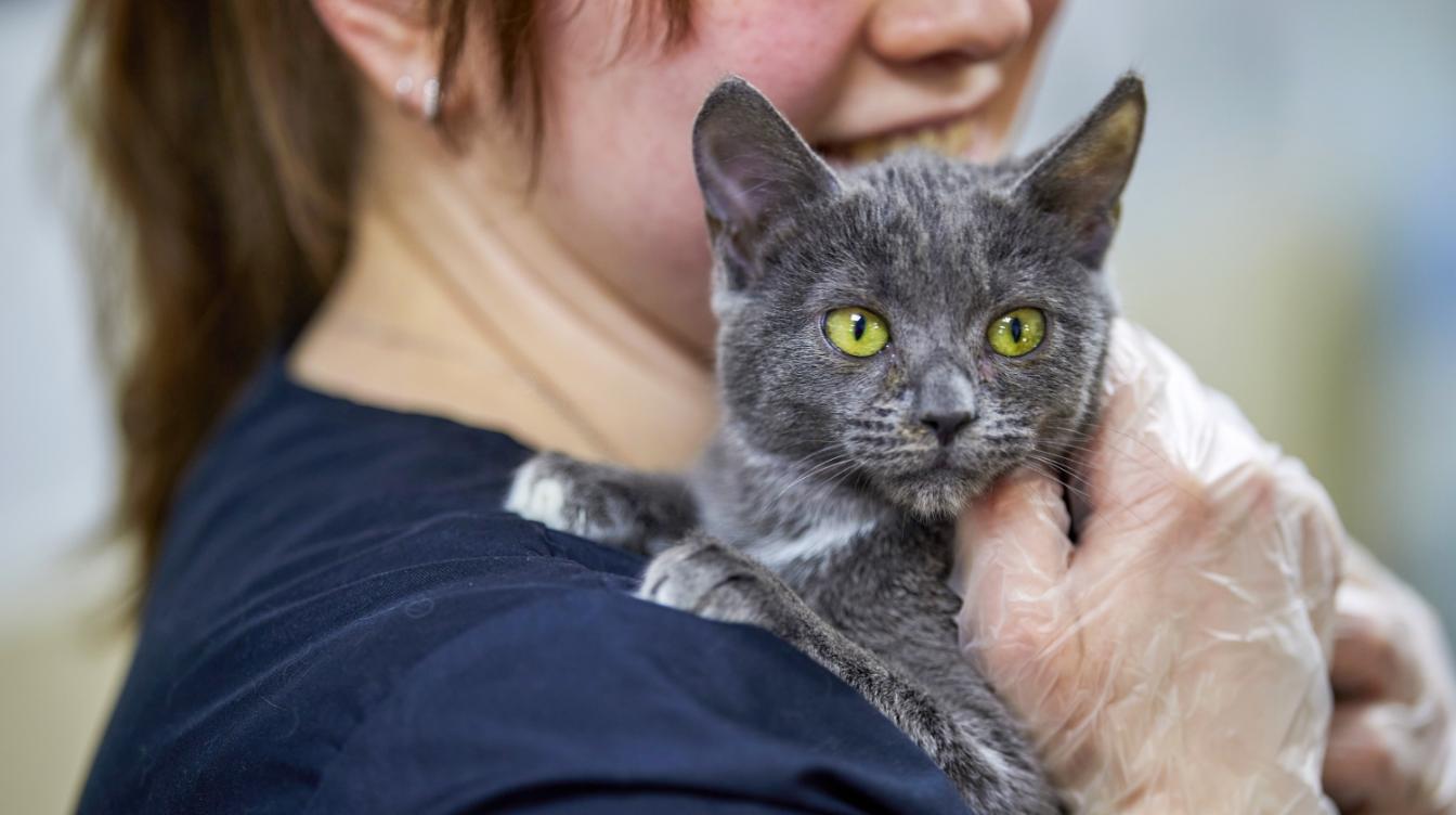 "Моспитомец": как цифровой сервис соединяет сердца людей и животных