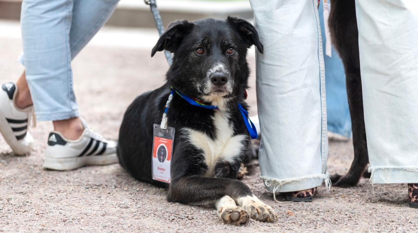 Сервис "Моспитомец" помог сотням животных из городских приютов обрести любящих хозяев