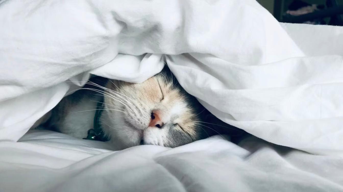 Популярную ягоду назвали эффективным средством против бессонницы