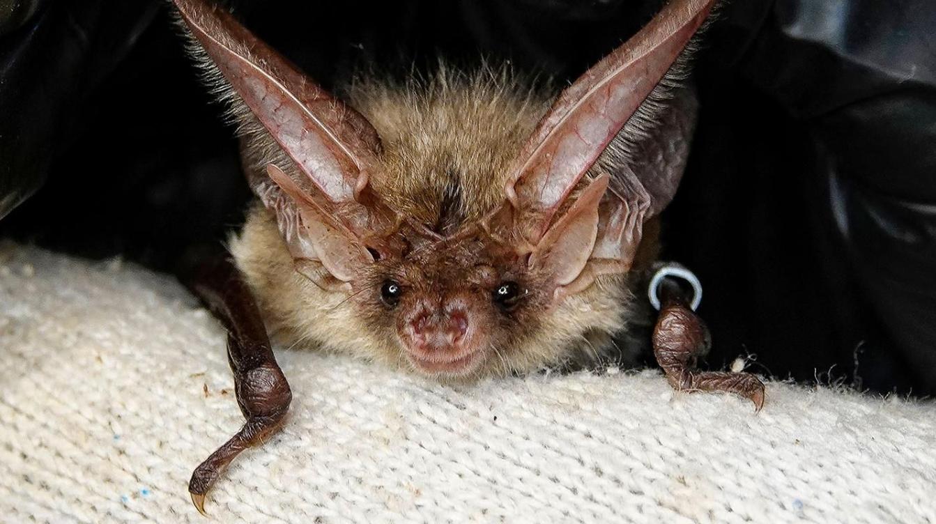 В нацпарке Лосиный Остров появились домики для летучих мышей