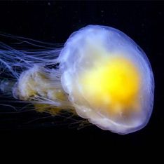 Медуза яичница